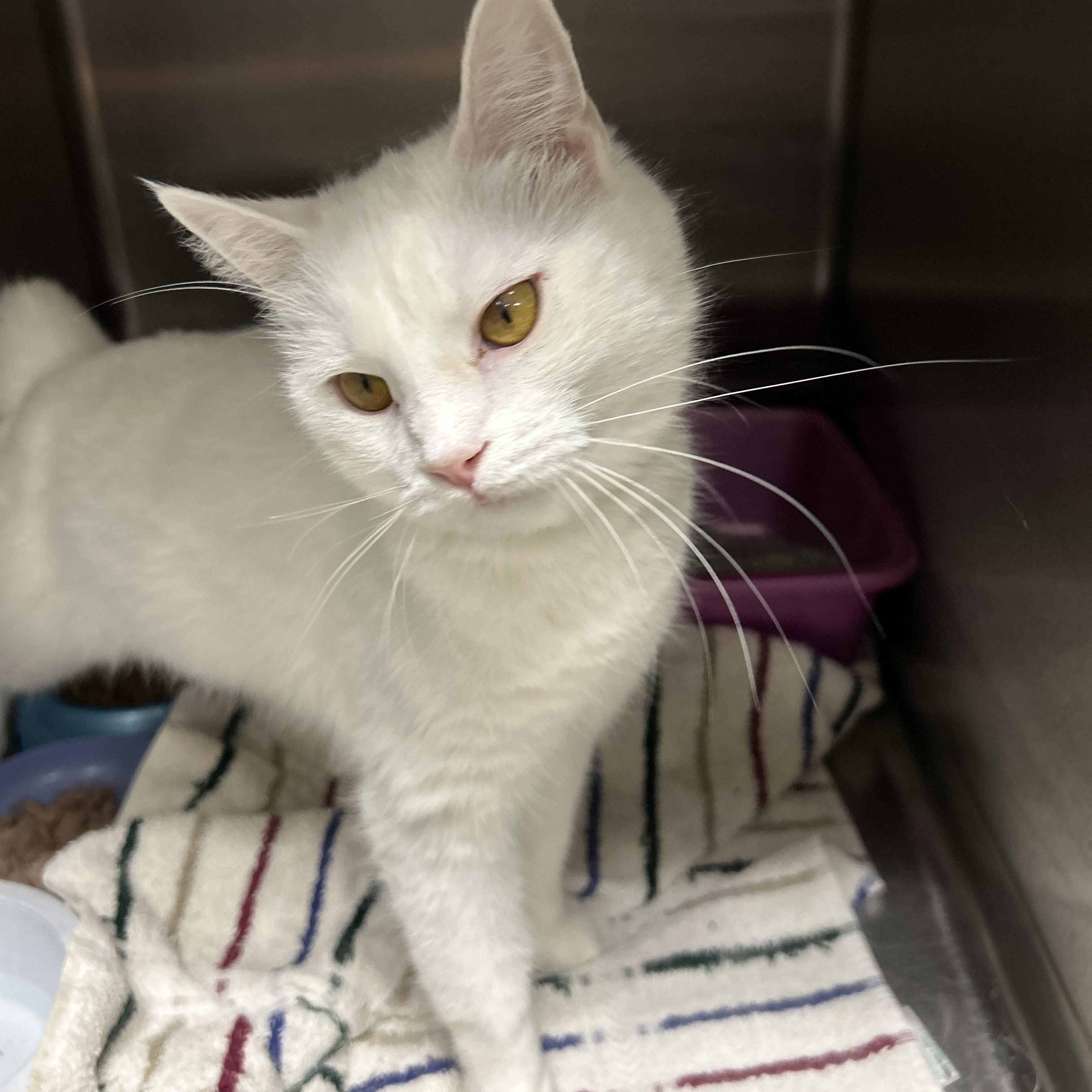 Enlarge Cotton, an adopted Domestic Short Hair in La Grange Park, IL image 2/5