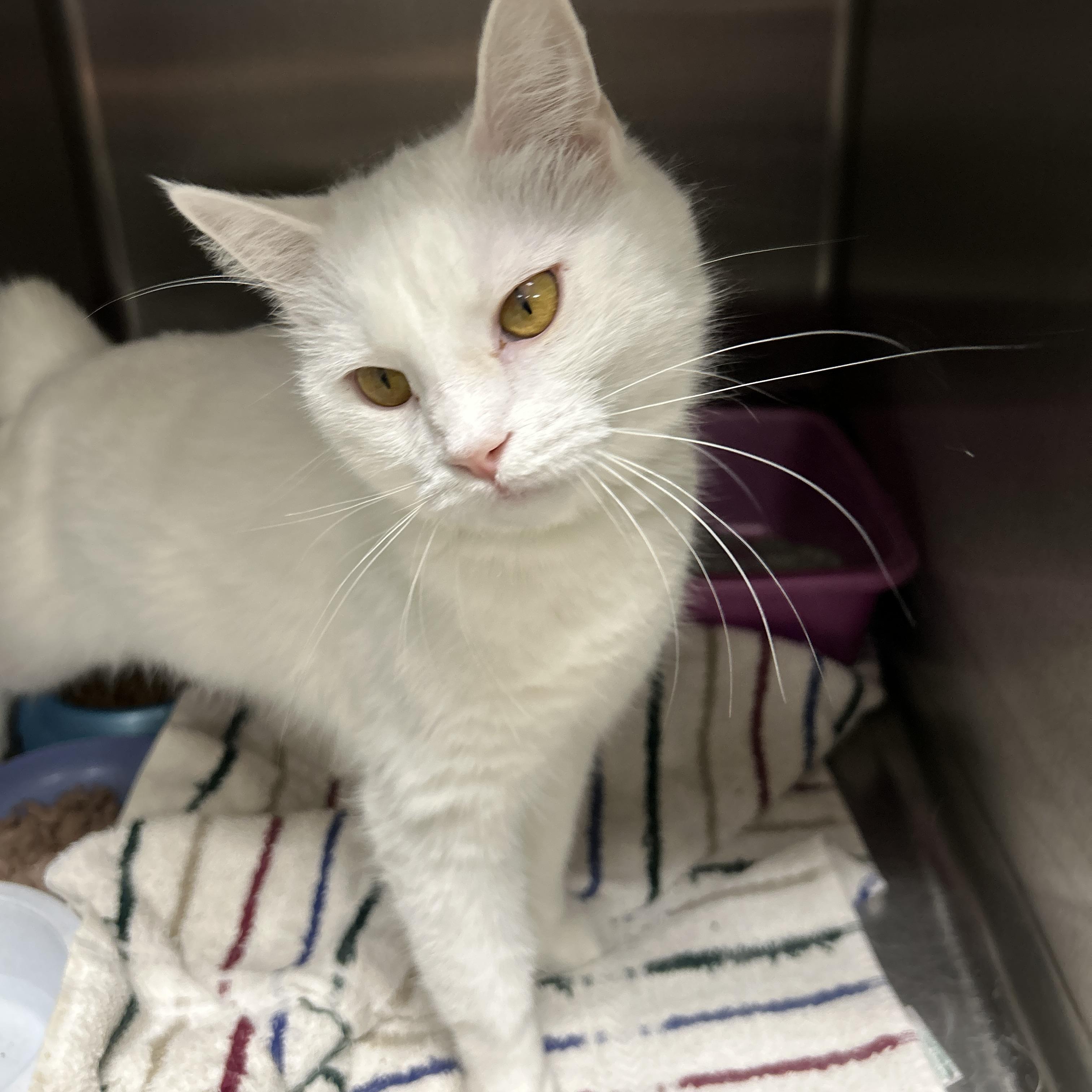 Enlarge Cotton, an adopted Domestic Short Hair in La Grange Park, IL image 5/5