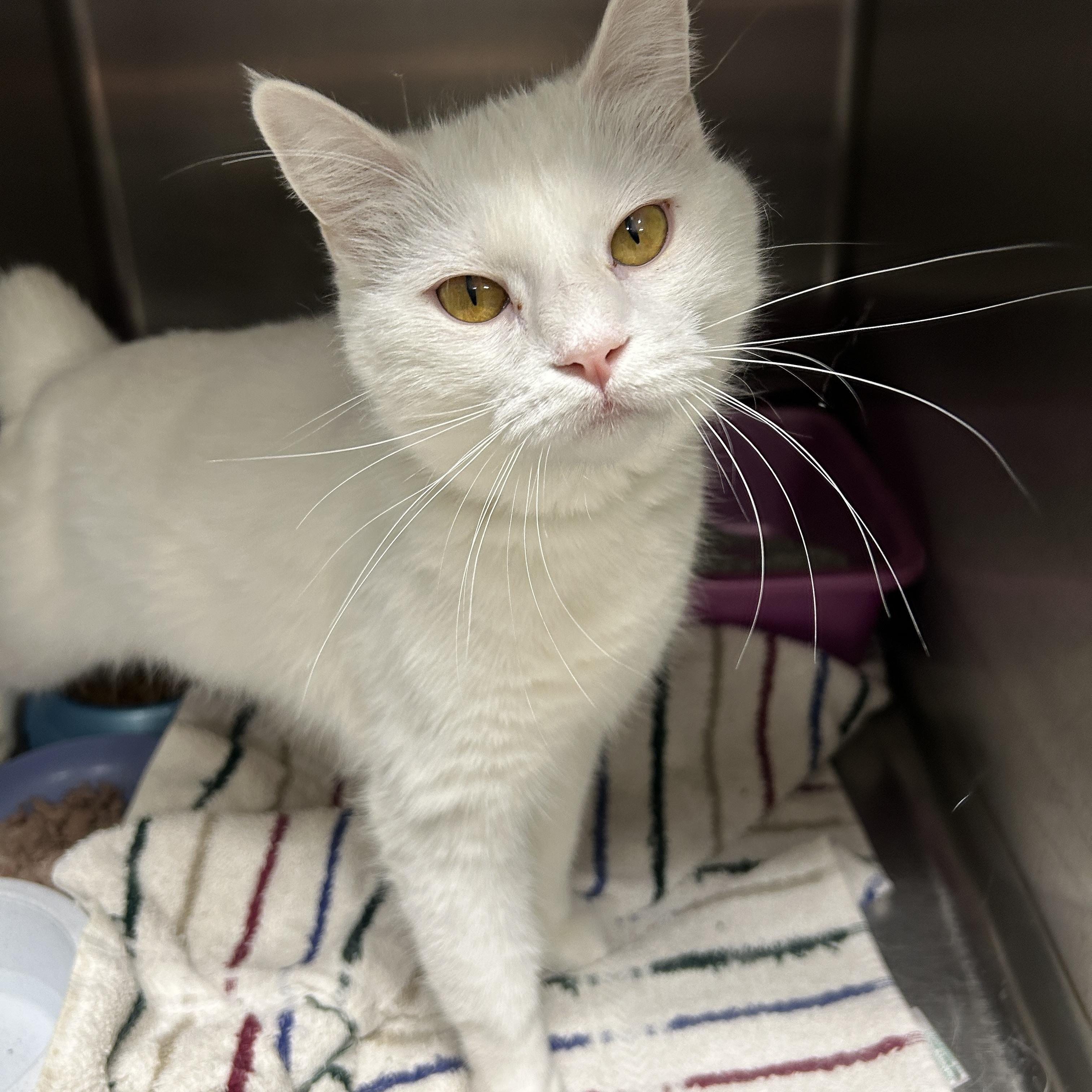 Enlarge Cotton, an adopted Domestic Short Hair in La Grange Park, IL image 3/5