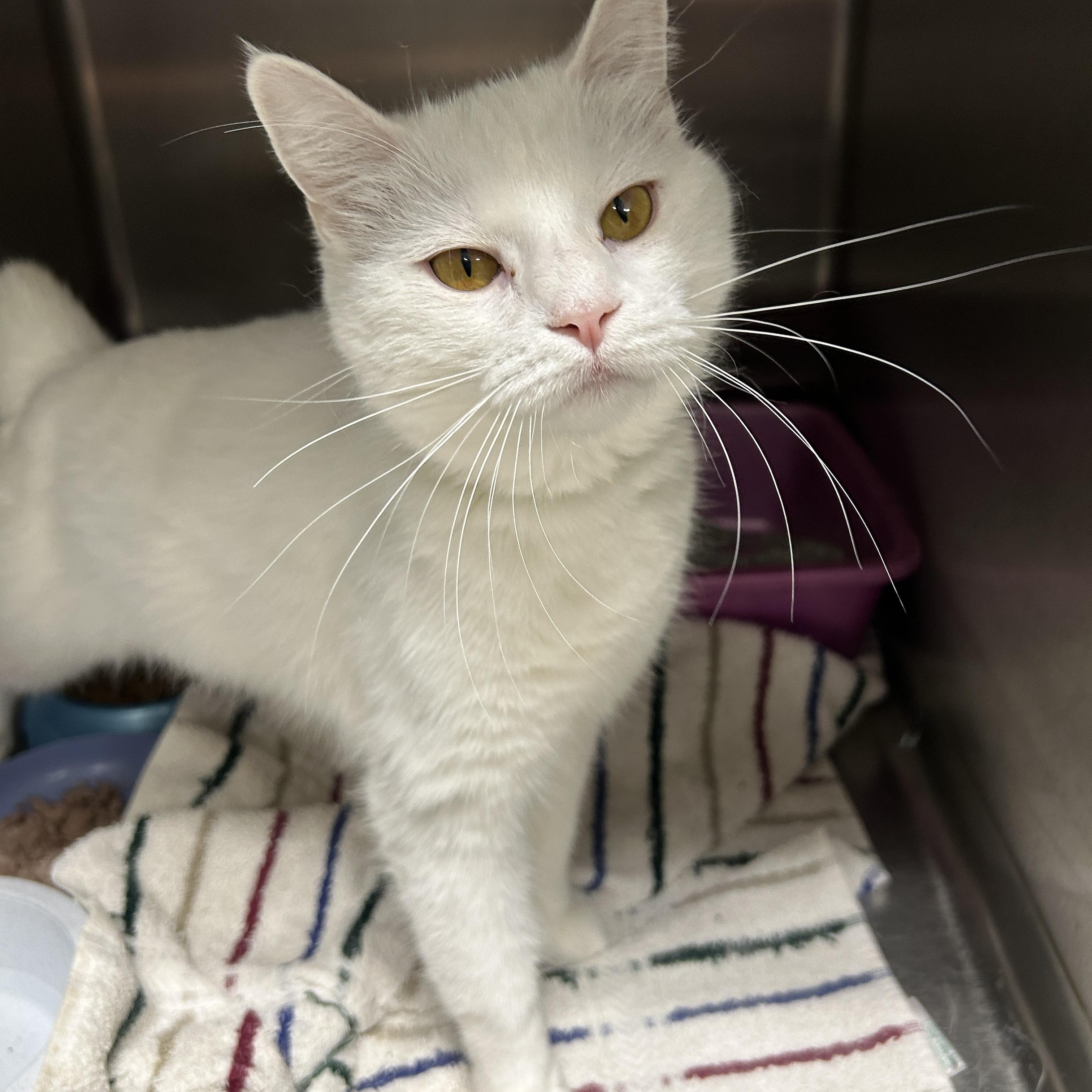 Enlarge Cotton, an adopted Domestic Short Hair in La Grange Park, IL image 4/5