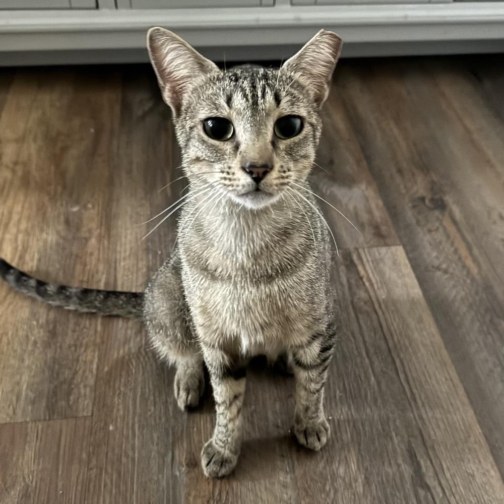 Carmela, Adoptable, Young Female Domestic Short Hair.