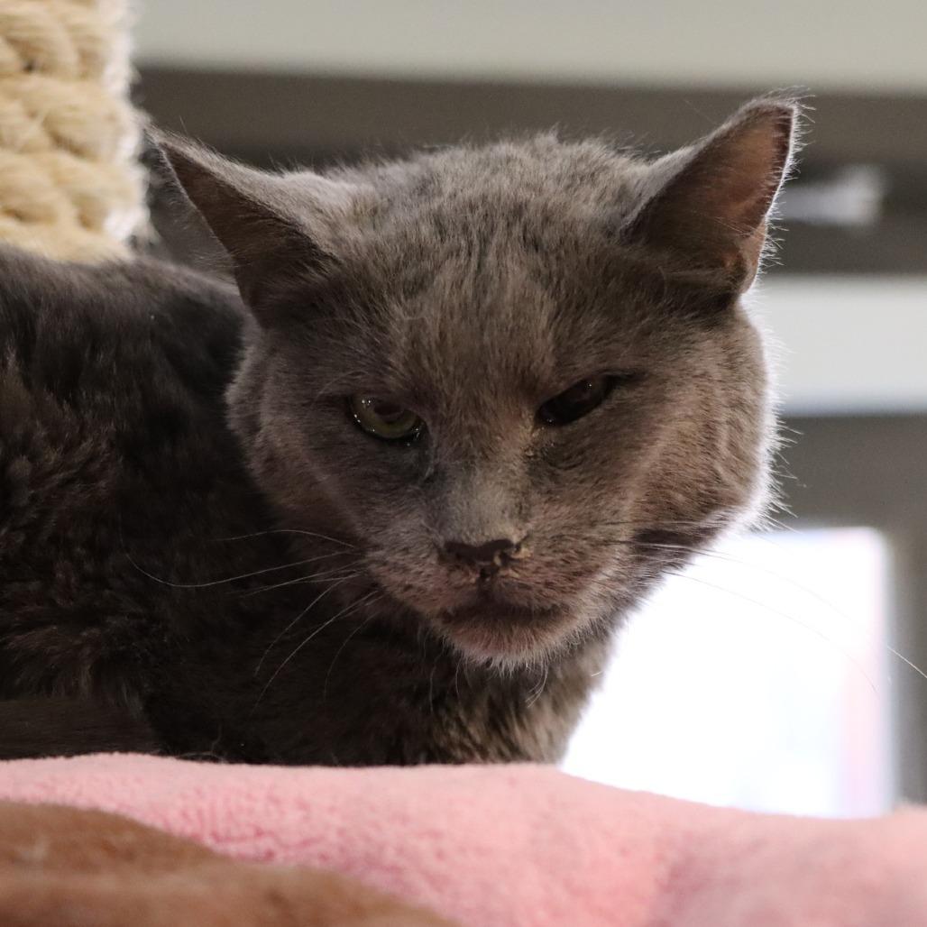 Enlarge Diletta, a Adoptable Domestic Short Hair in Tucson, AZ image 1/5