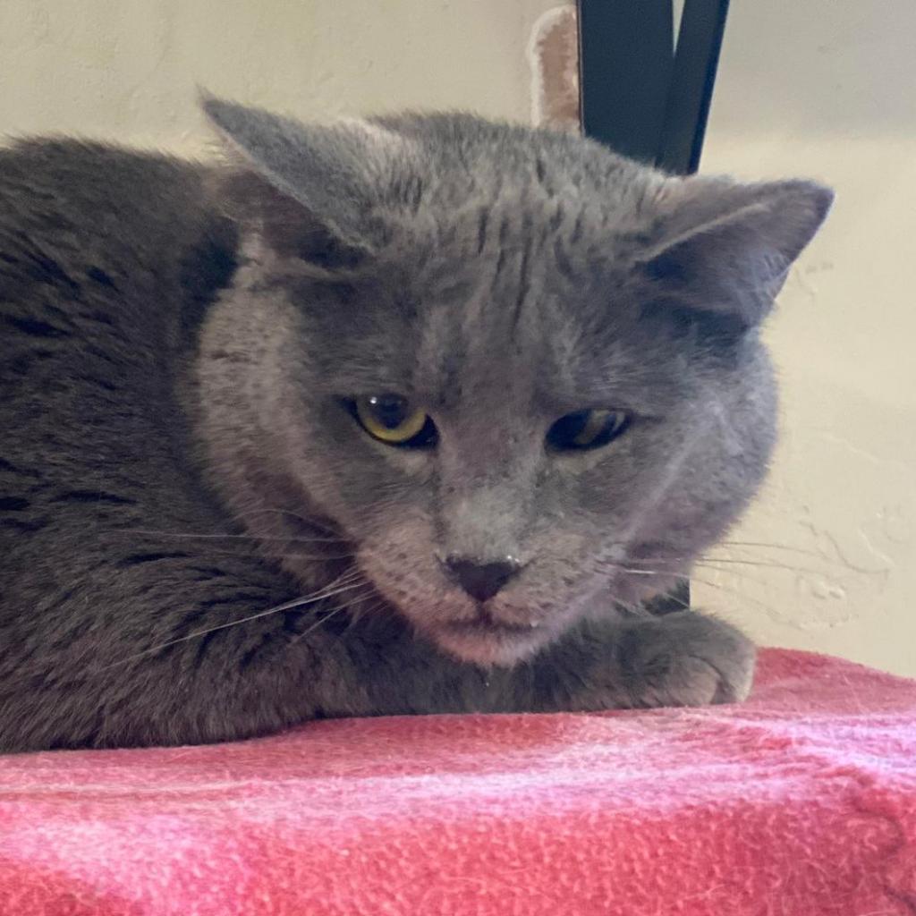 Enlarge Diletta, a Adoptable Domestic Short Hair in Tucson, AZ image 3/5