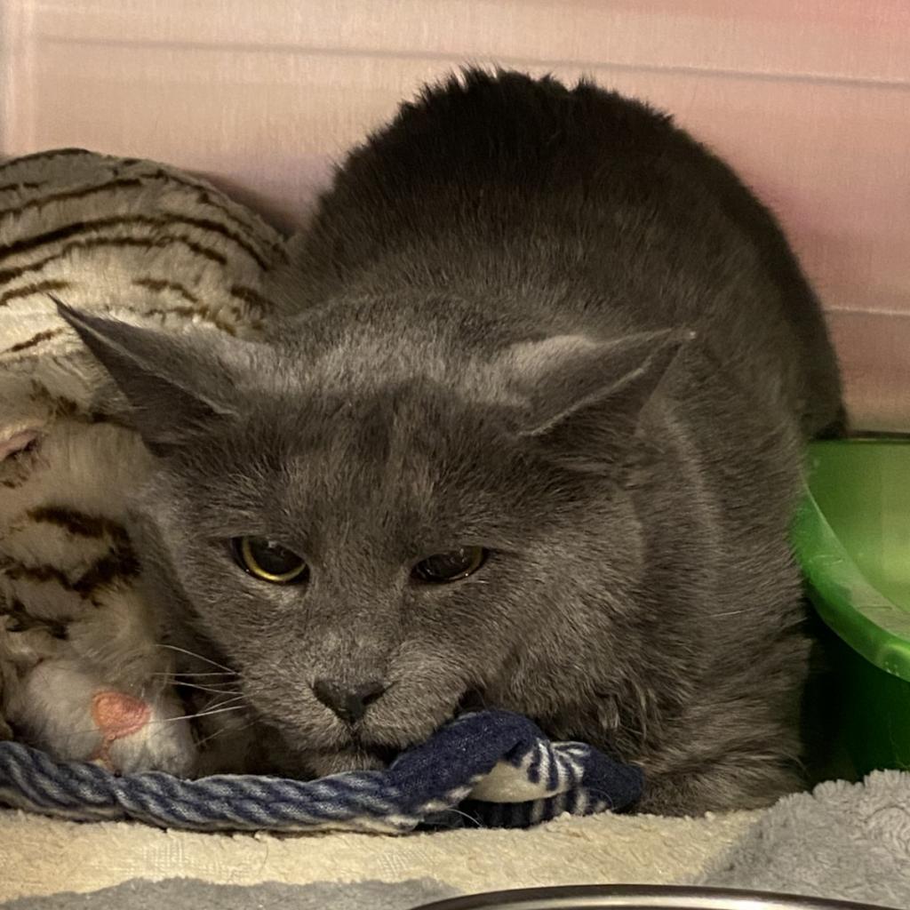 Enlarge Diletta, a Adoptable Domestic Short Hair in Tucson, AZ image 4/5