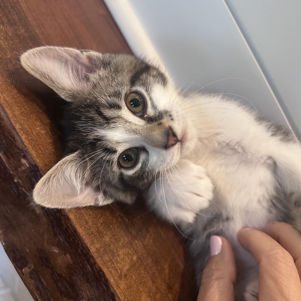 Oscar