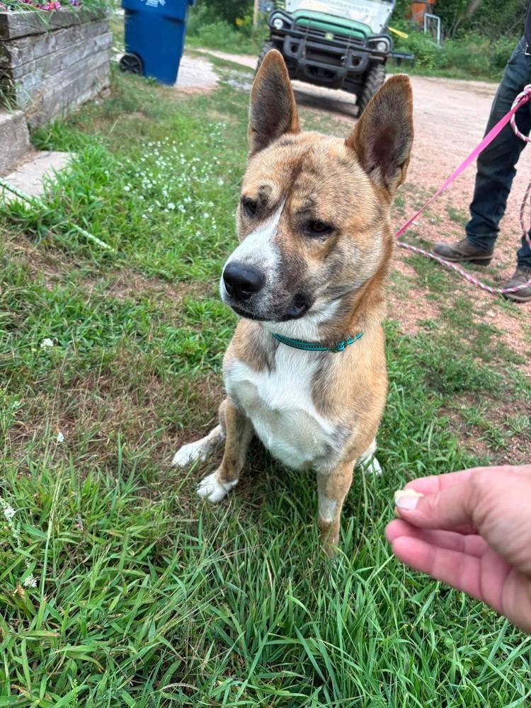Enlarge Bud, a Adoptable mixed breed in Wausau, WI image 2/4