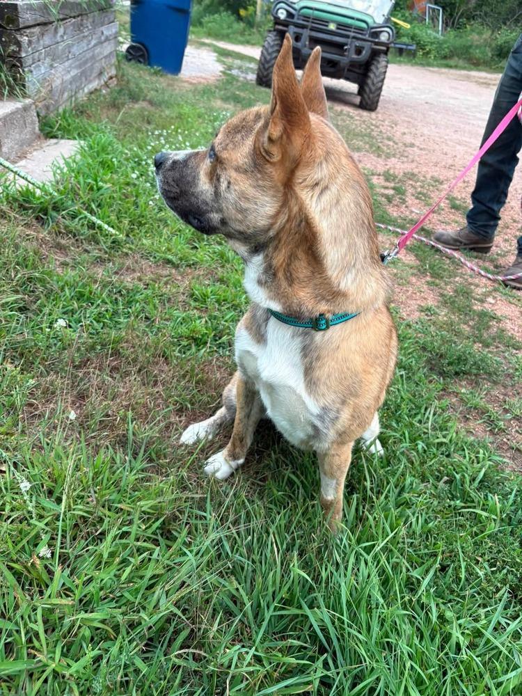 Enlarge Bud, a Adoptable mixed breed in Wausau, WI image 3/4