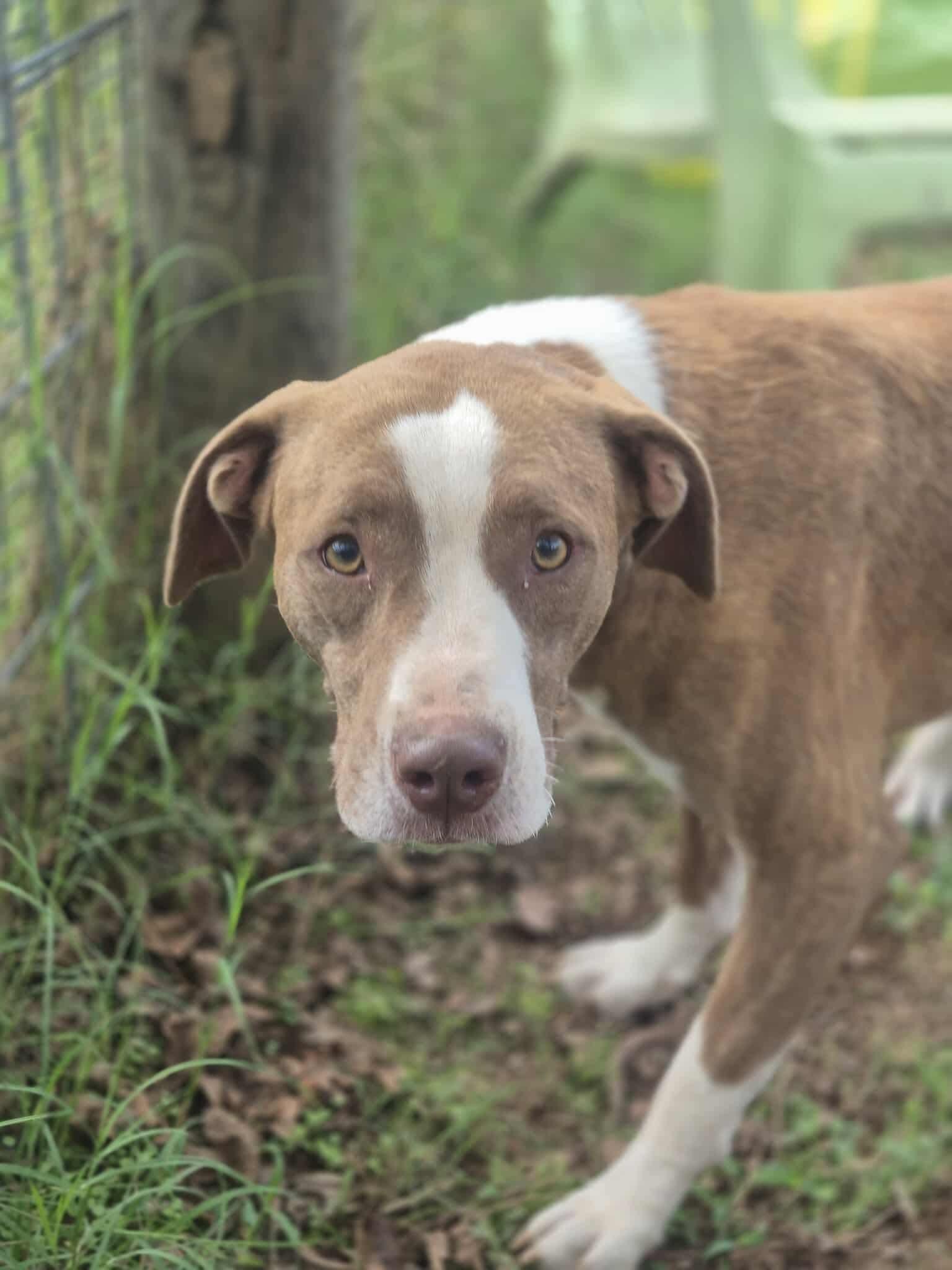 Enlarge Murphy, a Adoptable mixed breed in Dover, AR image 1/6