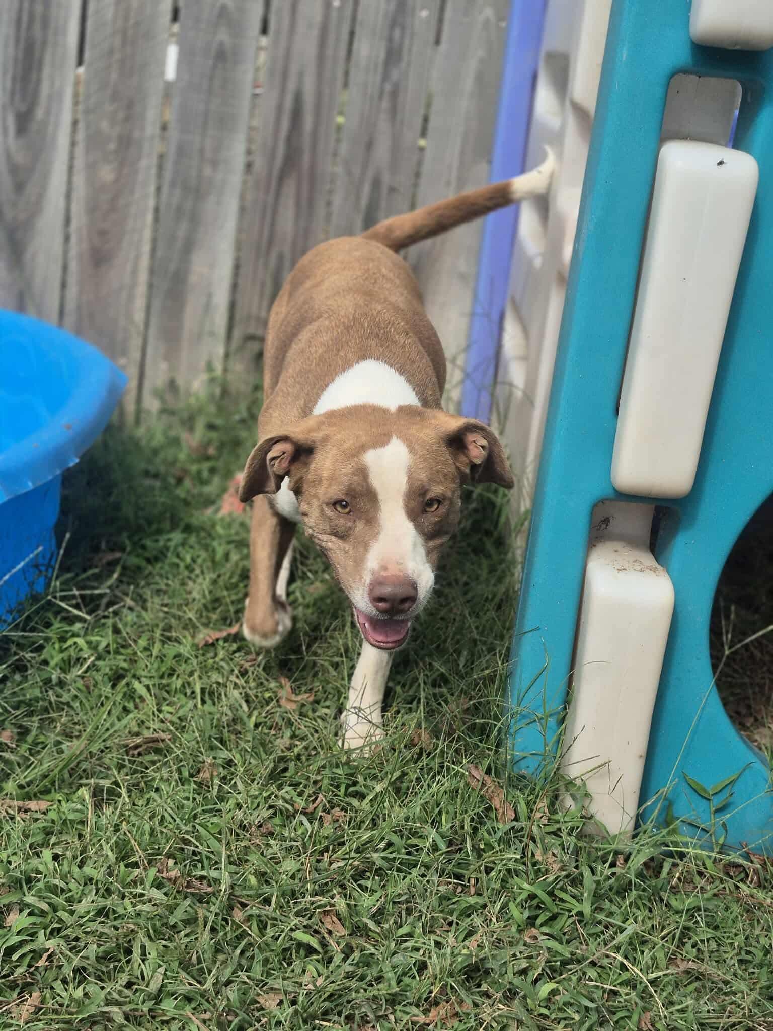 Enlarge Murphy, a Adoptable mixed breed in Dover, AR image 2/6