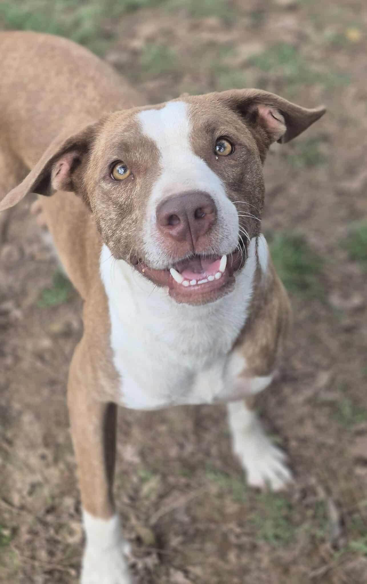 Enlarge Murphy, a Adoptable mixed breed in Dover, AR image 3/6