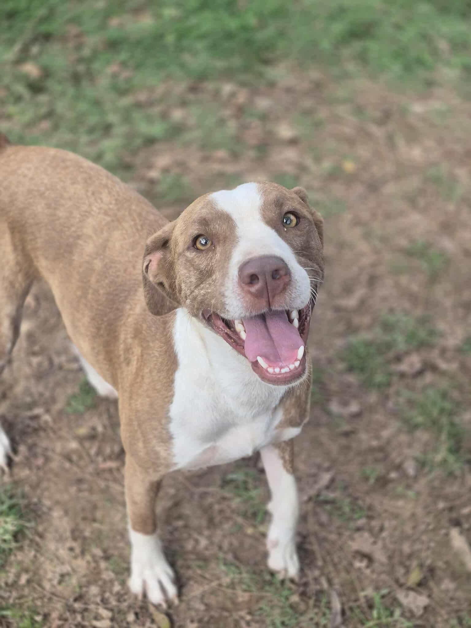 Enlarge Murphy, a Adoptable mixed breed in Dover, AR image 4/6