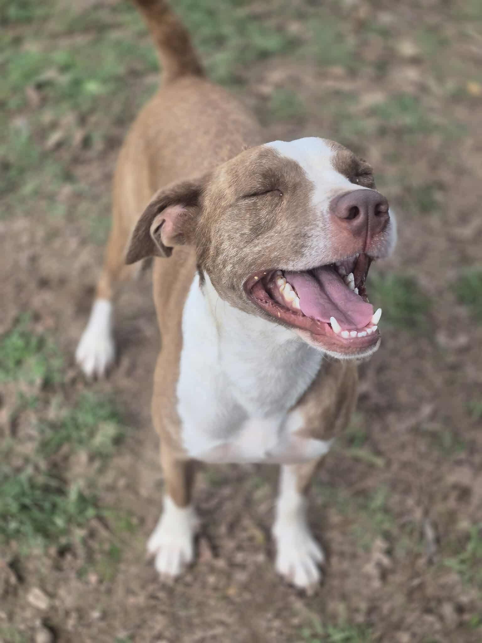 Enlarge Murphy, a Adoptable mixed breed in Dover, AR image 5/6