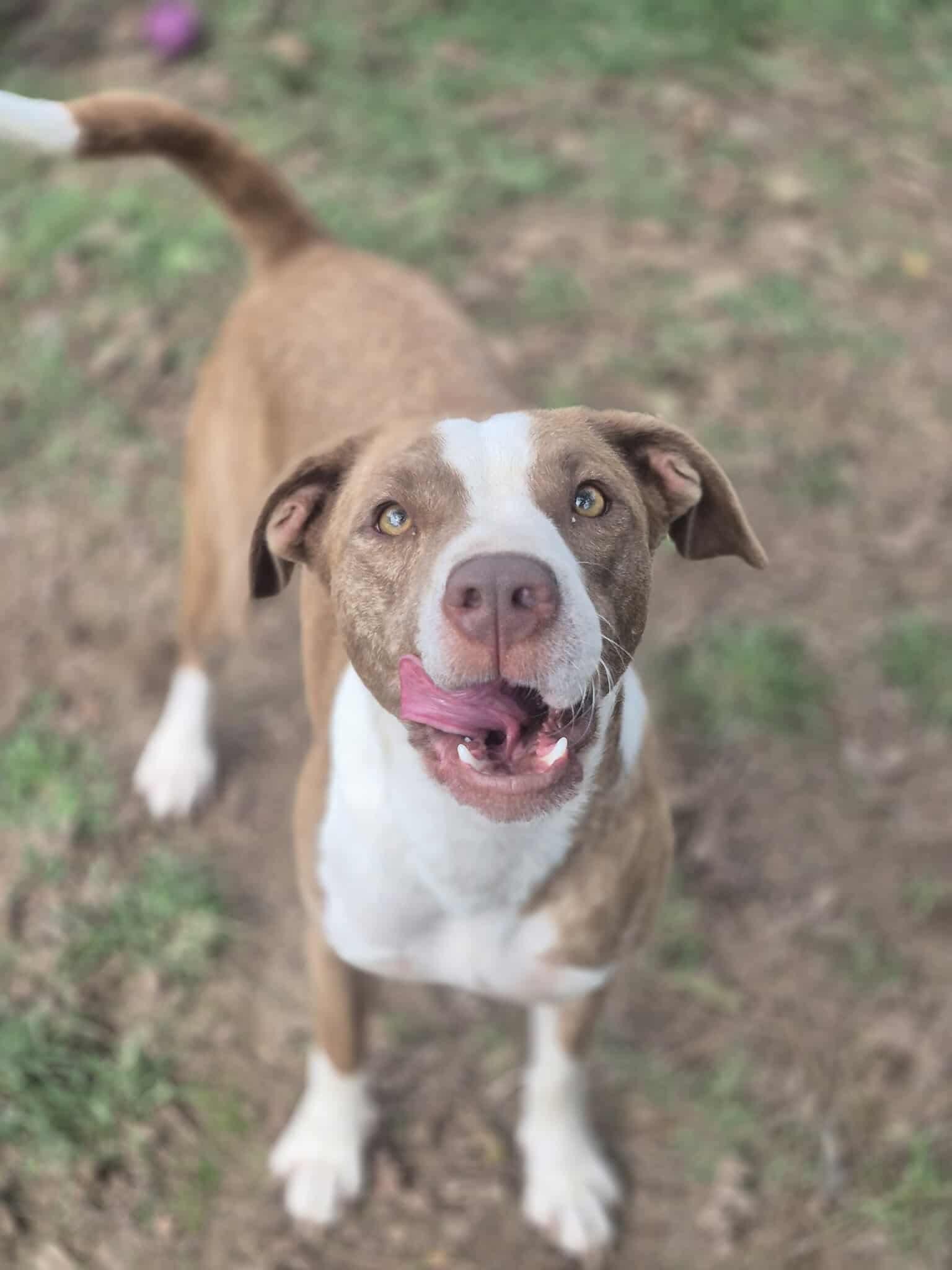 Enlarge Murphy, a Adoptable mixed breed in Dover, AR image 6/6