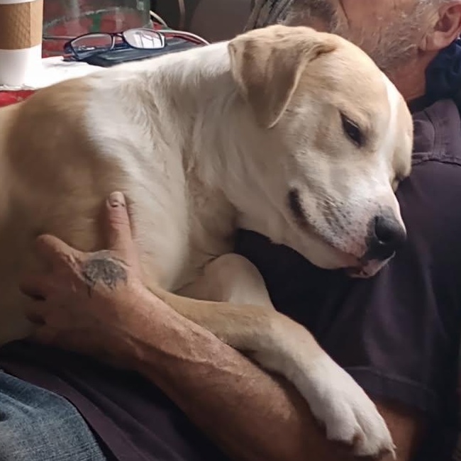 Enlarge Bowser (this is a courtesy listing please contact Cindy at gramttt@gmail.com), a ADOPTABLE mixed breed in Choteau, MT image 1/2