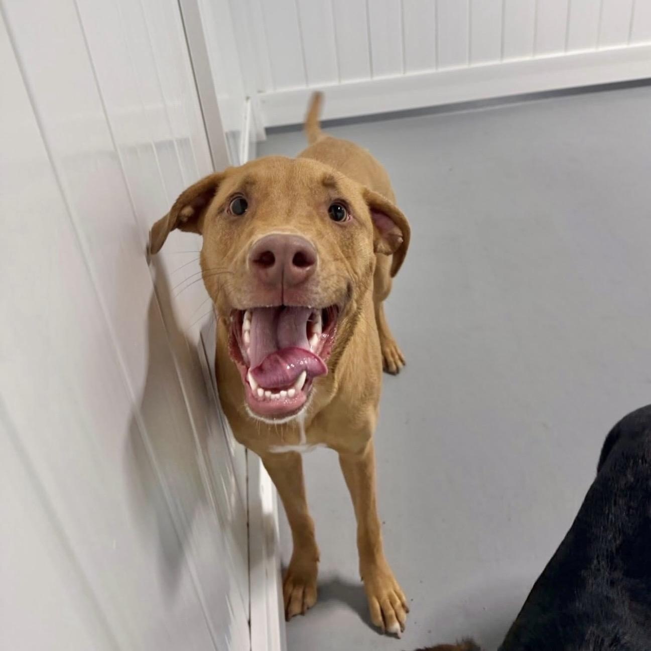 Chip, a Adoptable Mixed Breed in Yaphank, NY image 1/3