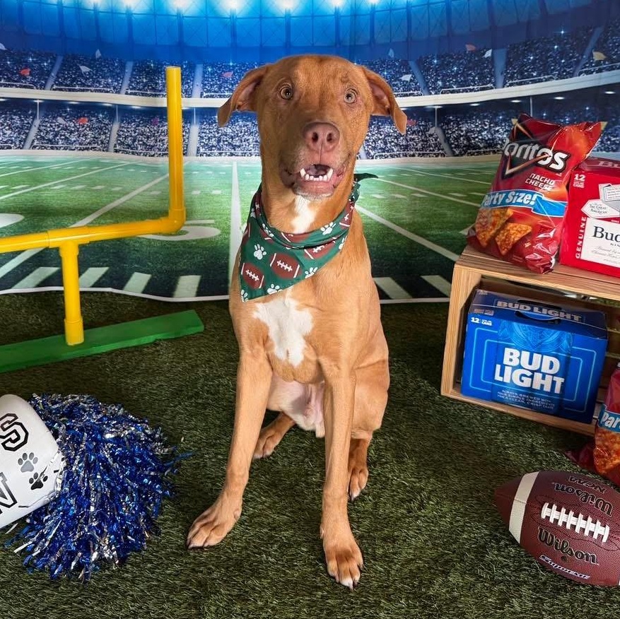 Chip, Adoptable, Puppy Male Mixed Breed.