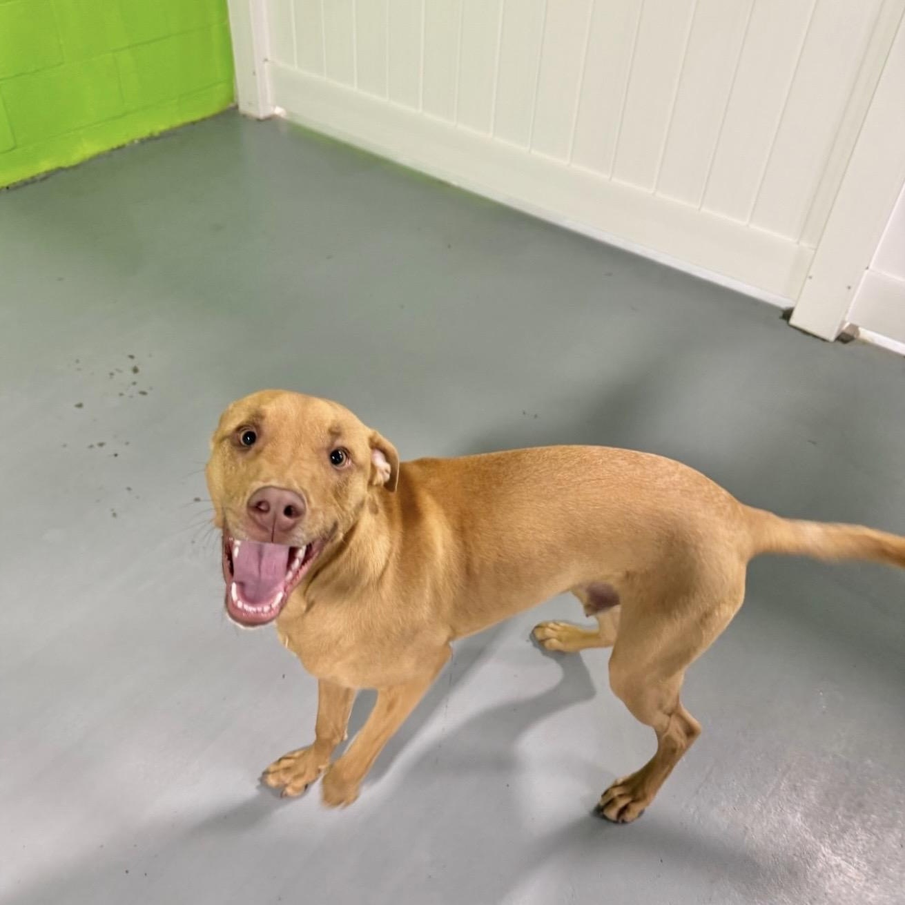 Chip, a Adoptable Mixed Breed in Yaphank, NY image 2/3