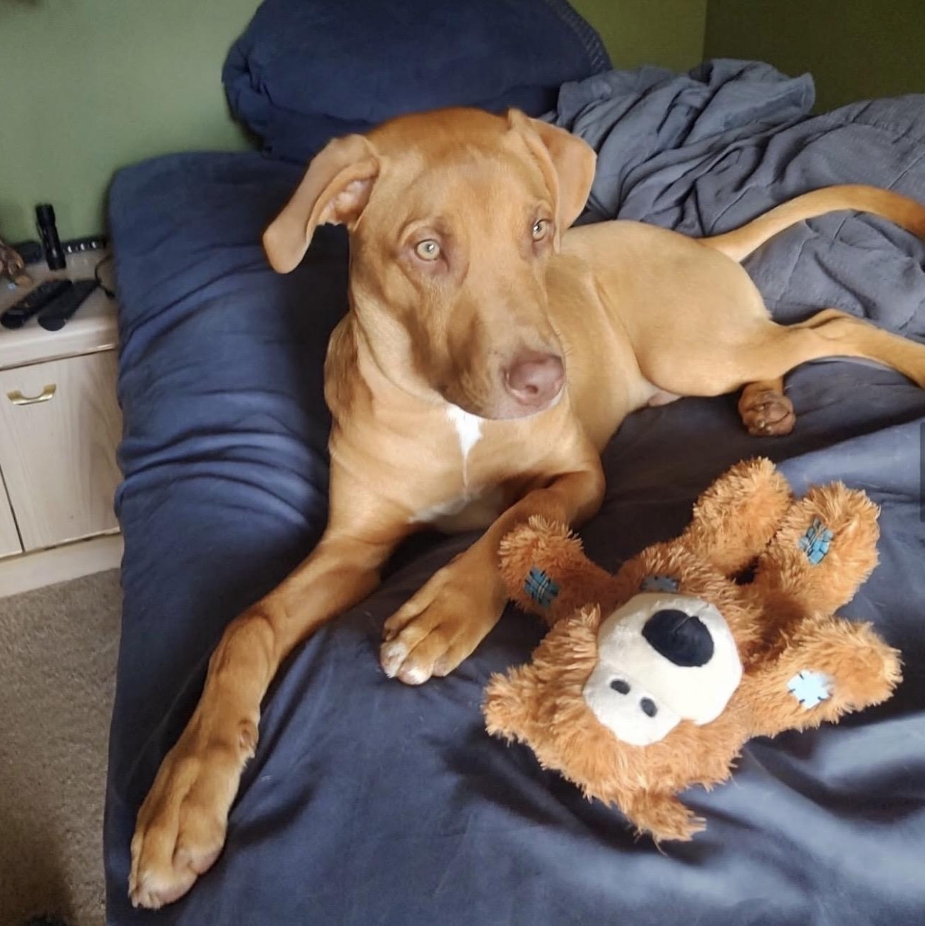 Chip, a Adoptable Mixed Breed in Yaphank, NY image 3/3