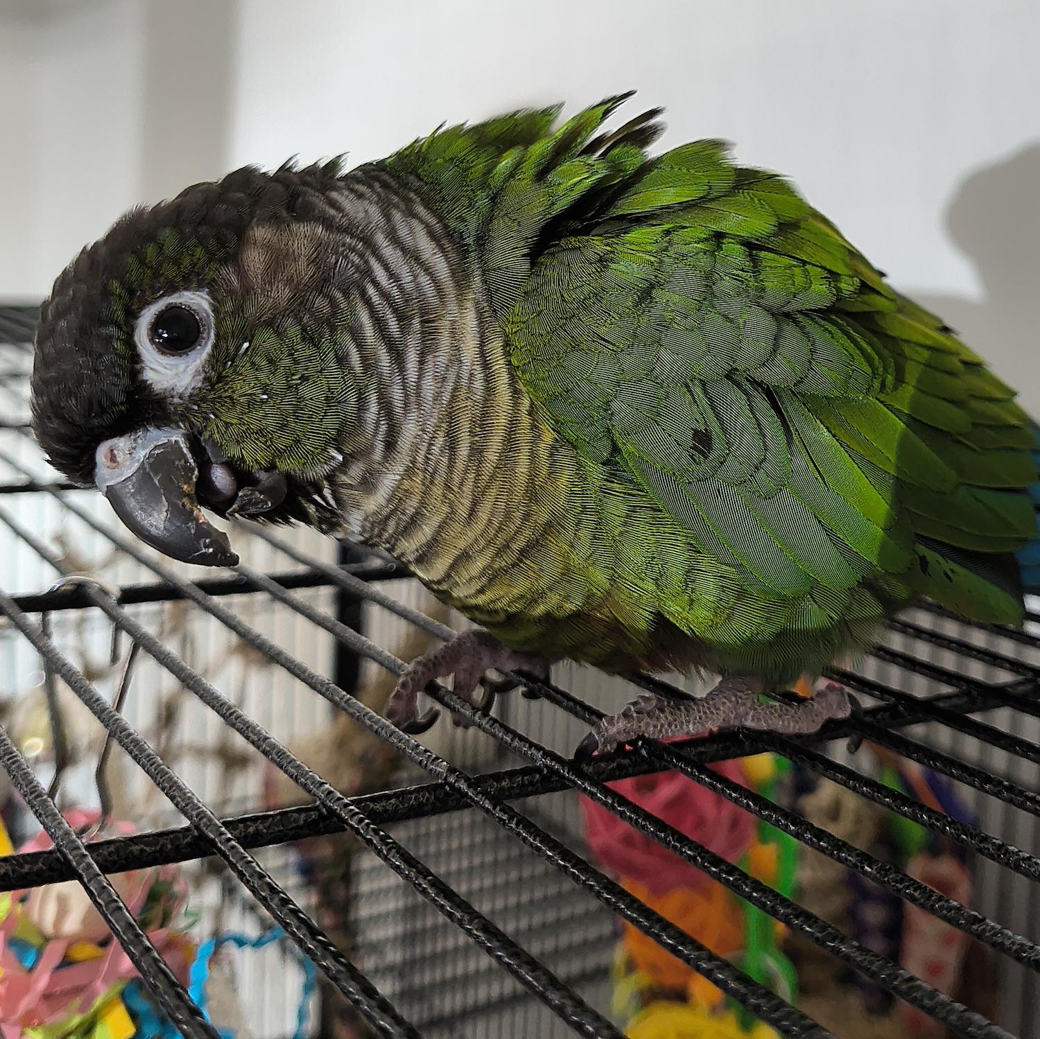 Enlarge Chloe, a Adoptable Conure in Alexander, NC image 2/4