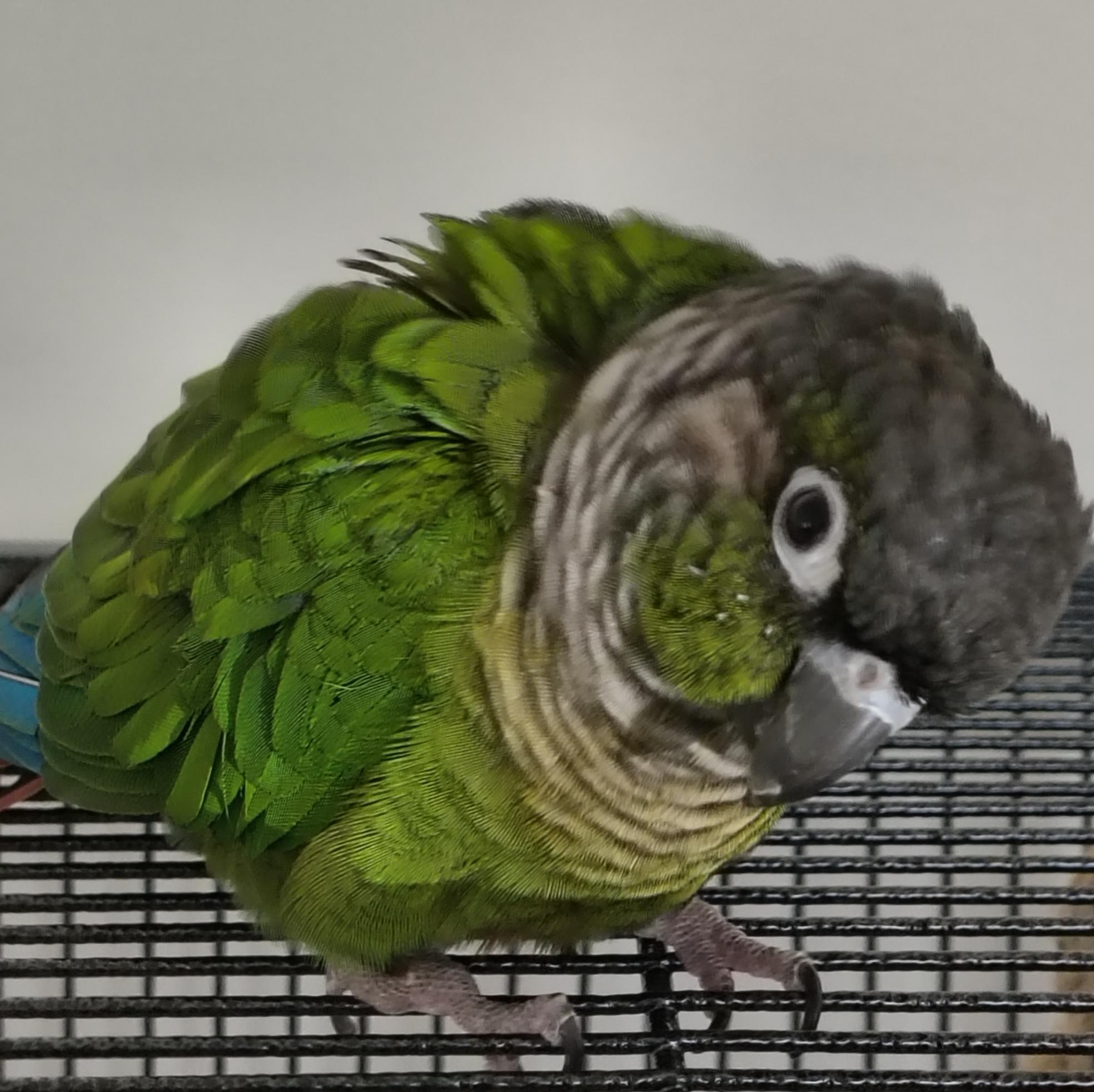 Enlarge Chloe, a Adoptable Conure in Alexander, NC image 3/4