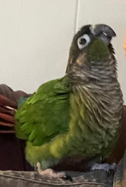 Enlarge Chloe, a Adoptable Conure in Alexander, NC image 4/4