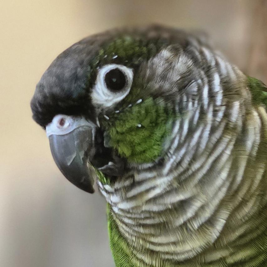 Enlarge Chloe, a Adoptable Conure in Alexander, NC image 1/4