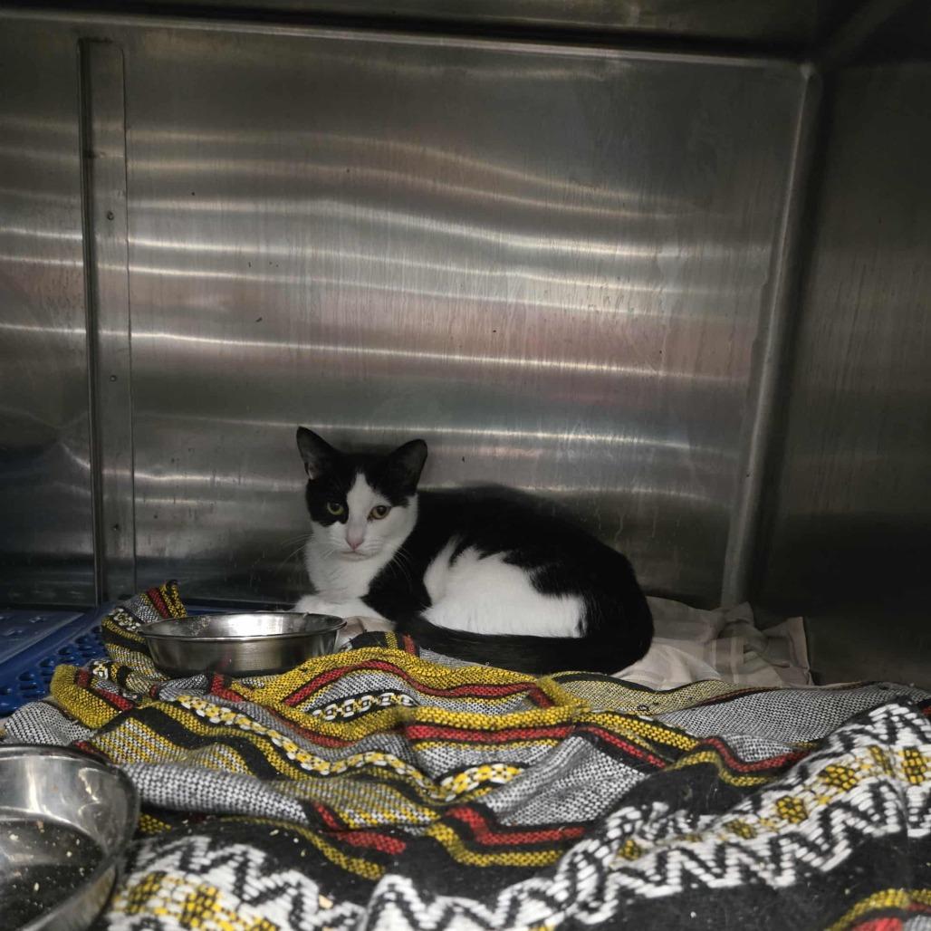 Billy, Adoptable, Young Male Domestic Short Hair.