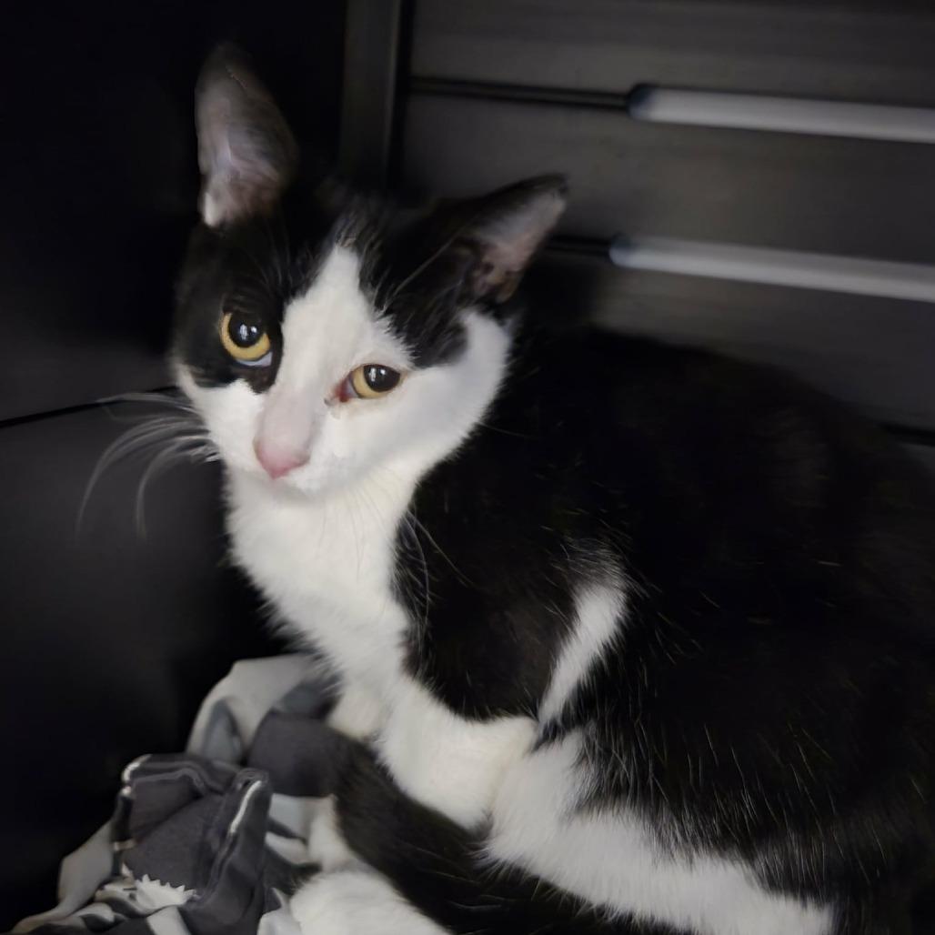 Enlarge Billy, a Adoptable Domestic Short Hair in Abbotsford, BC image 1/3