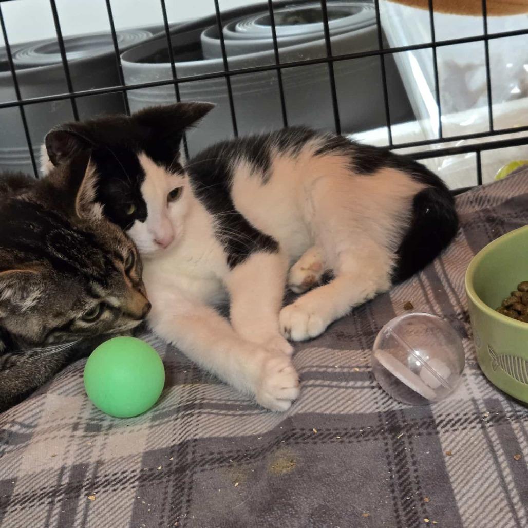 Enlarge Billy, a Adoptable Domestic Short Hair in Abbotsford, BC image 2/3