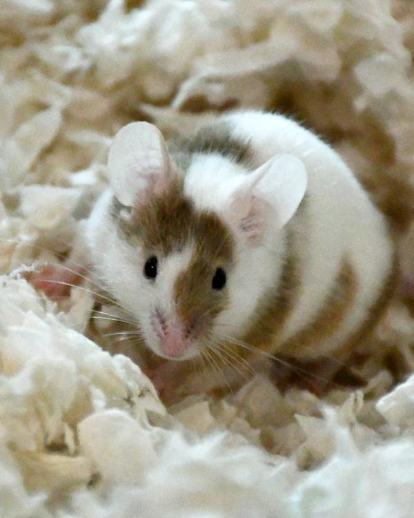 Reeses, Adoptable, Young Male Mouse.