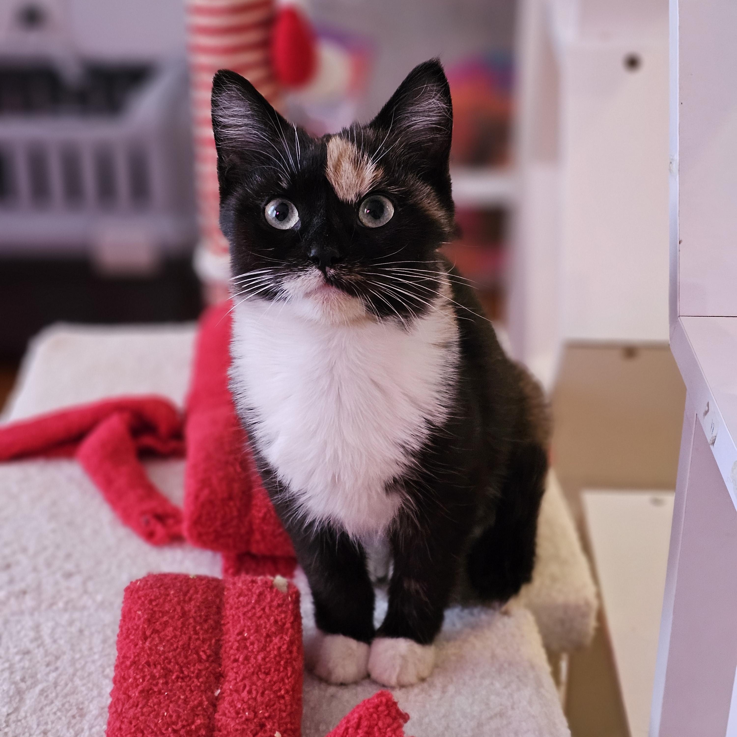 Enlarge Briar, a Adoptable Domestic Short Hair in Philadelphia, PA image 1/3