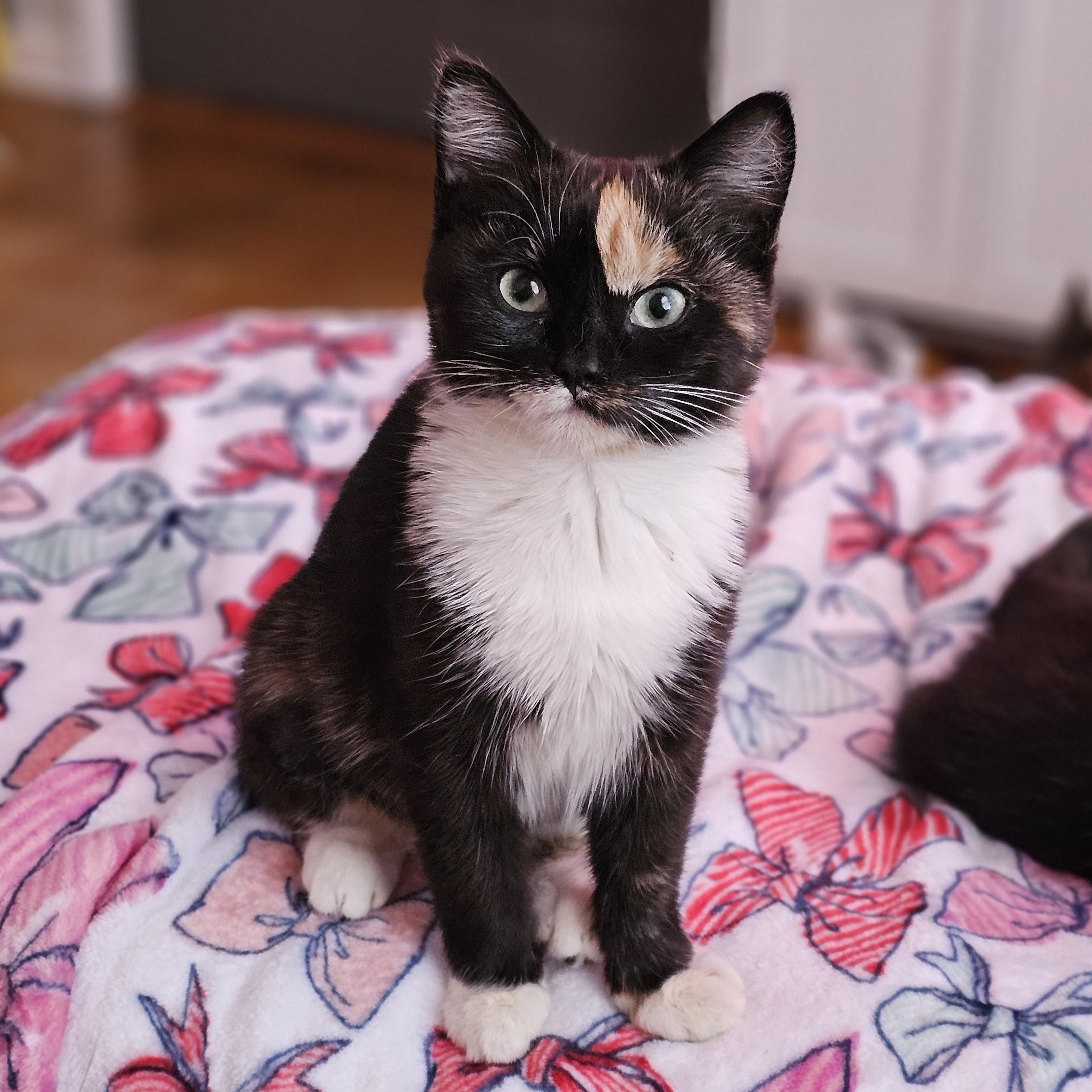 Enlarge Briar, a Adoptable Domestic Short Hair in Philadelphia, PA image 2/3