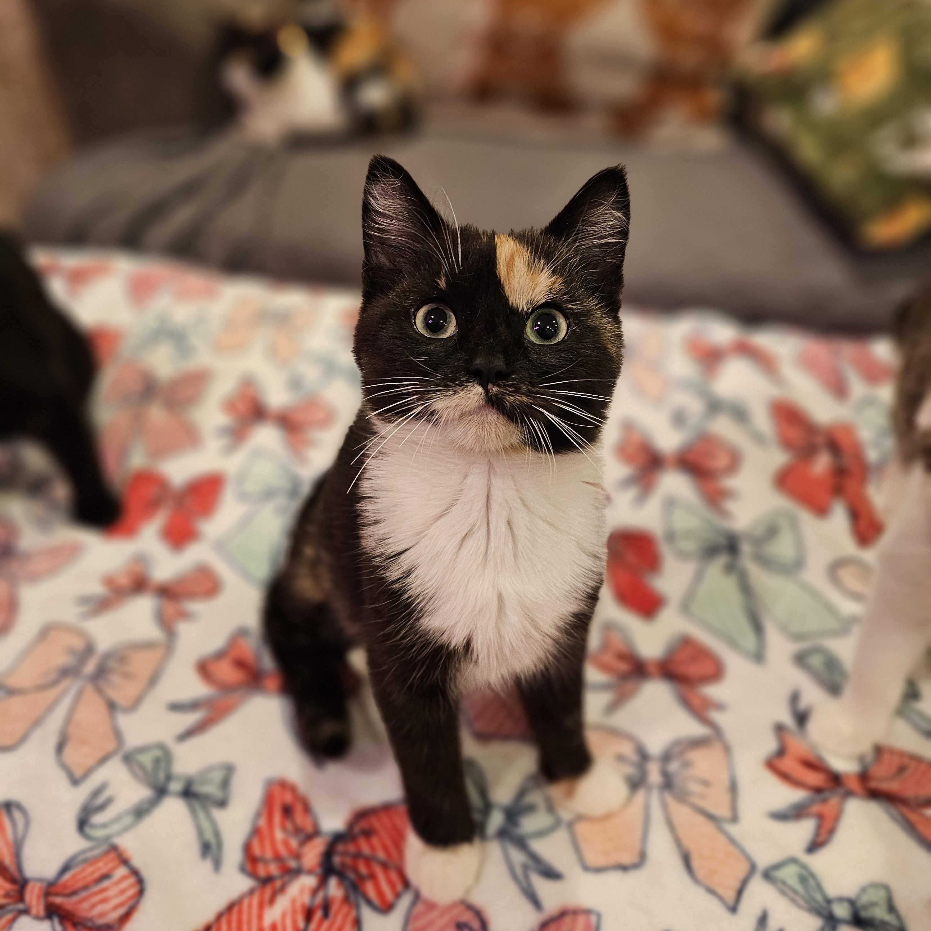 Enlarge Briar, a Adoptable Domestic Short Hair in Philadelphia, PA image 3/3