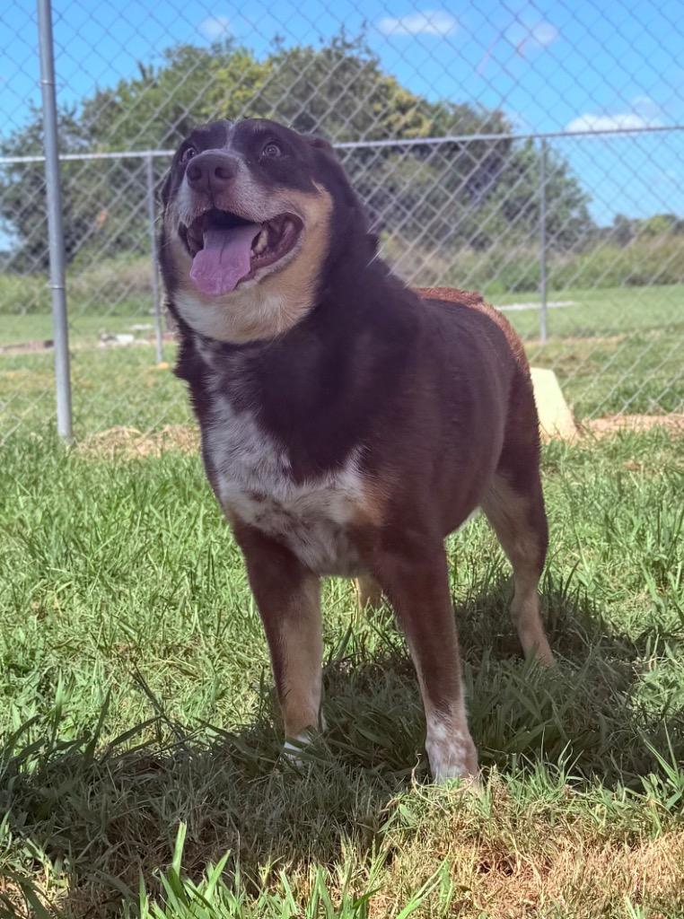 Sonny, Adoptable, Adult Male Australian Shepherd.