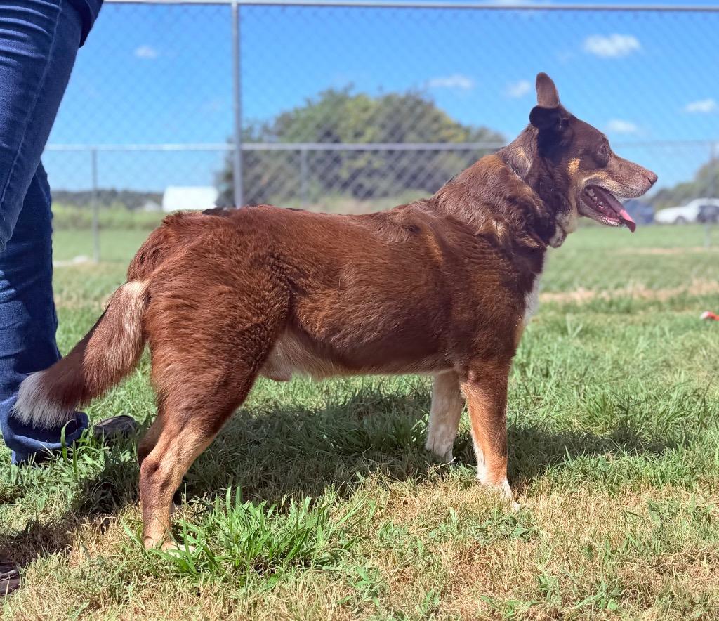 Enlarge Sonny, a Adoptable mixed breed in Hopkinsville, KY image 2/4