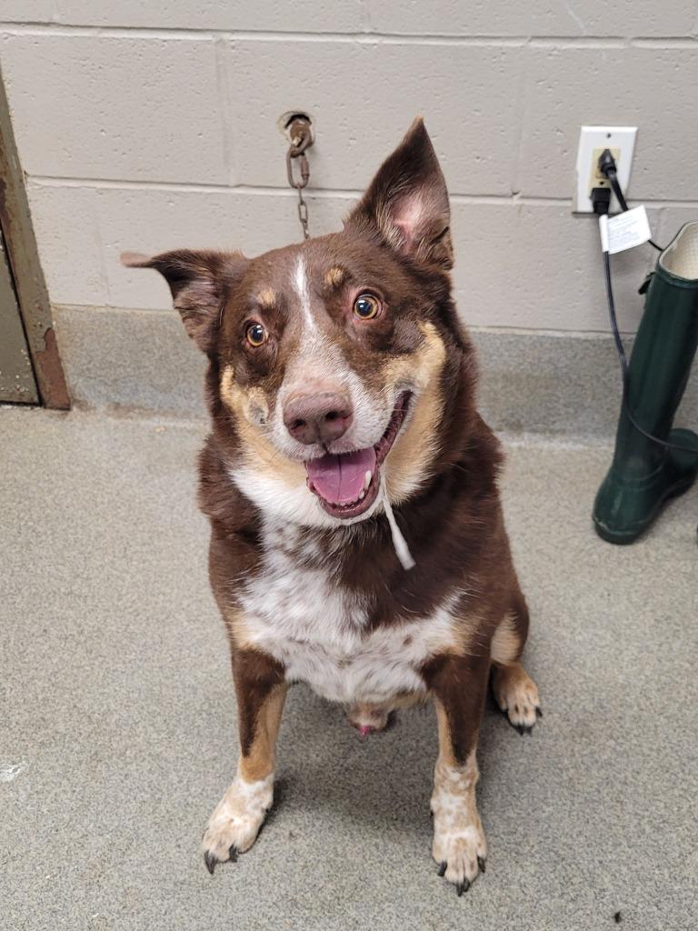 Enlarge Sonny, a Adoptable mixed breed in Hopkinsville, KY image 3/4