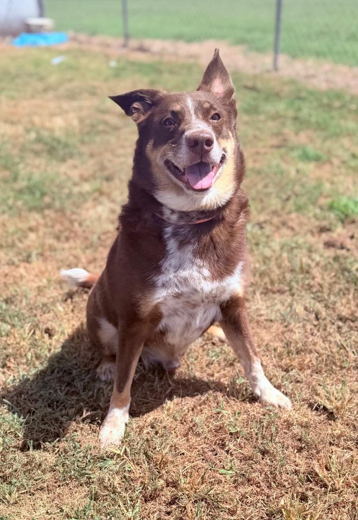 Enlarge Sonny, a Adoptable mixed breed in Hopkinsville, KY image 4/4