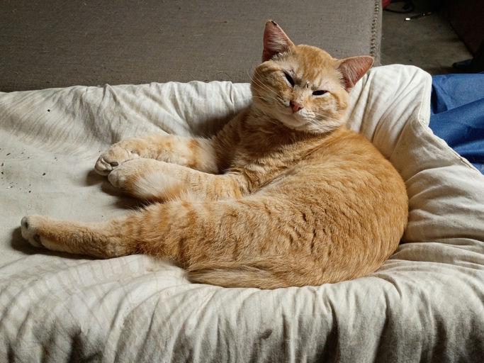 Gotti, Adoptable, Adult Male Domestic Short Hair.