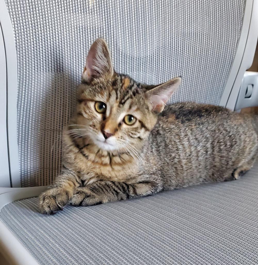 Bonkers, Adoptable, Young Female Domestic Short Hair.