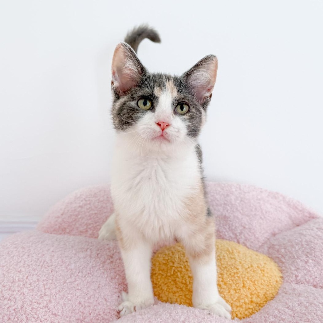 Wanda, Adoptable, Young Female Dilute Calico.
