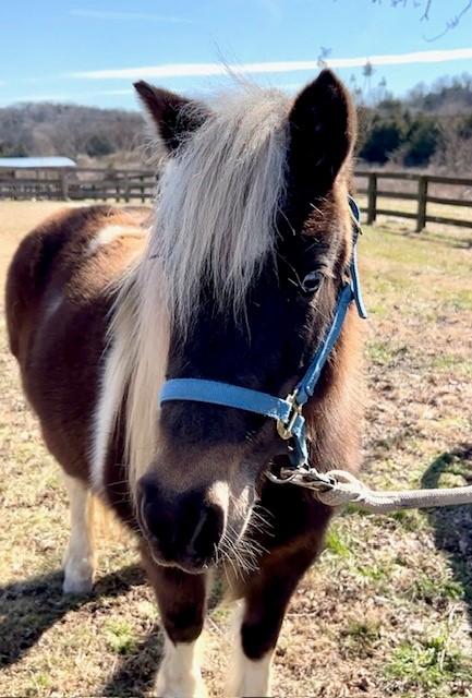 Enlarge Piper, an adopted Miniature Horse in Nashville, TN image 6/6