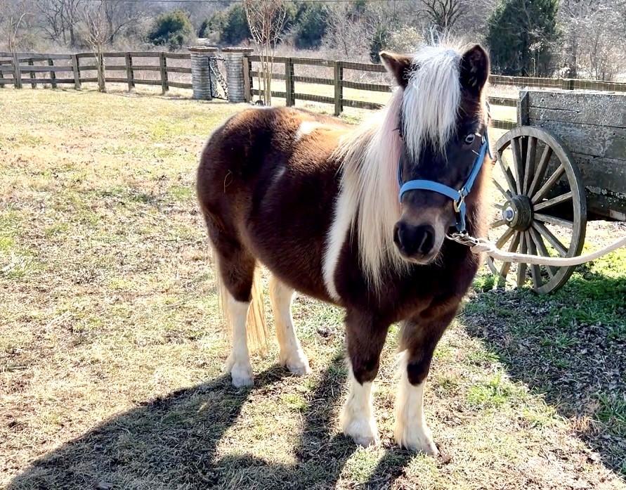 Enlarge Piper, an adopted Miniature Horse in Nashville, TN image 3/6