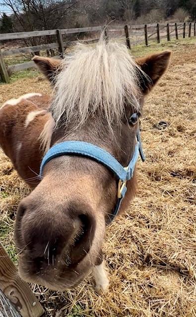 Enlarge Piper, an adopted Miniature Horse in Nashville, TN image 2/6