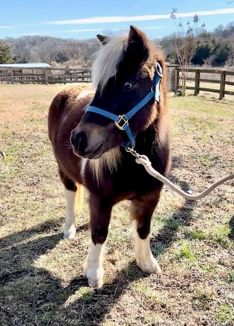 Enlarge Piper, an adopted Miniature Horse in Nashville, TN image 5/6