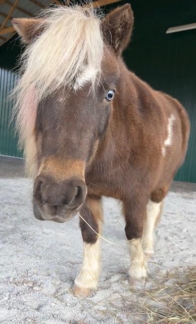 Enlarge Piper, an adopted Miniature Horse in Nashville, TN image 4/6
