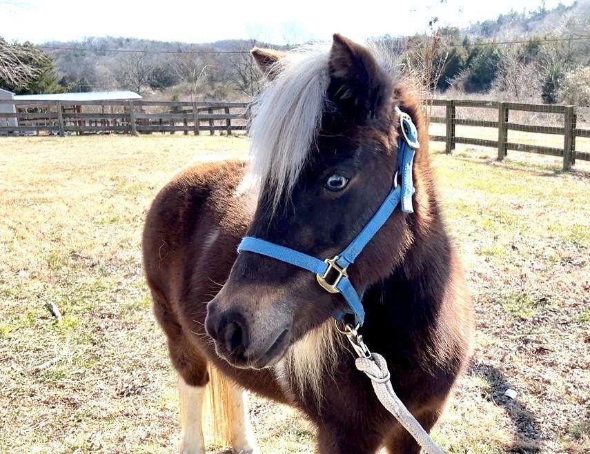 Enlarge Piper, an adopted Miniature Horse in Nashville, TN image 1/6