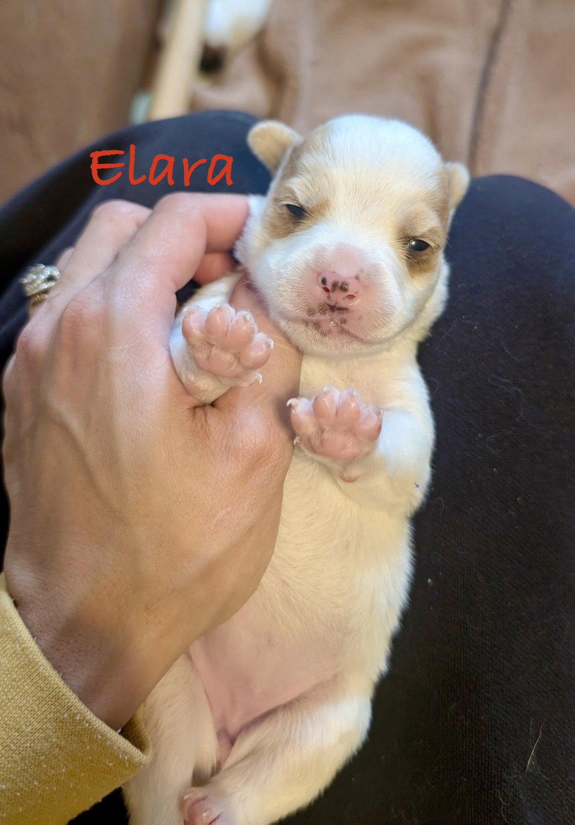 Enlarge Elara, a Adopted mixed breed in Fort Worth, TX image 1/3