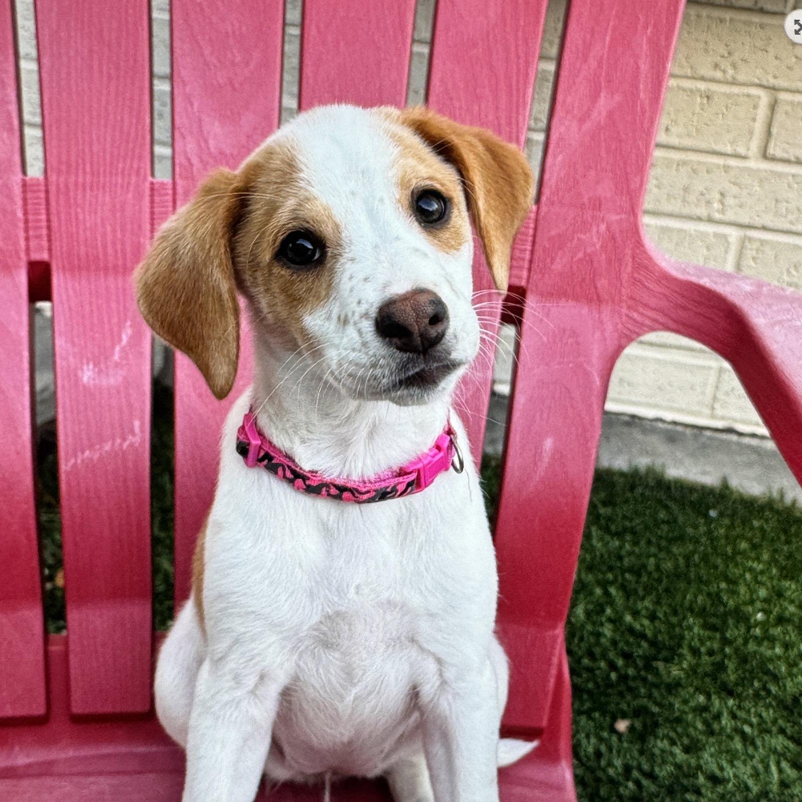 Enlarge Elara, a Adopted mixed breed in Fort Worth, TX image 2/3