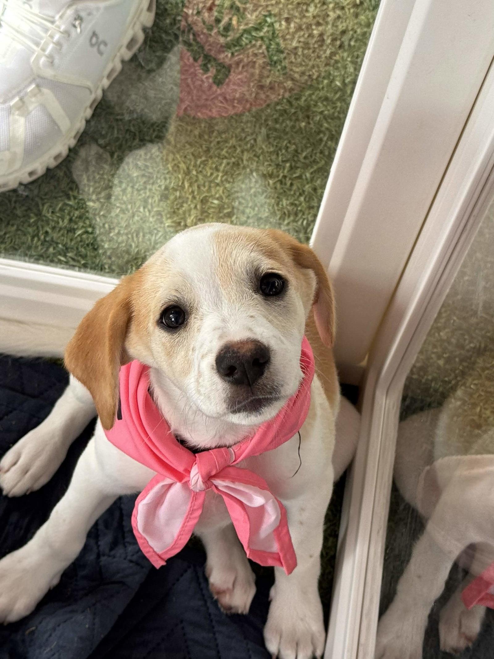 Enlarge Elara, a Adopted mixed breed in Fort Worth, TX image 3/3