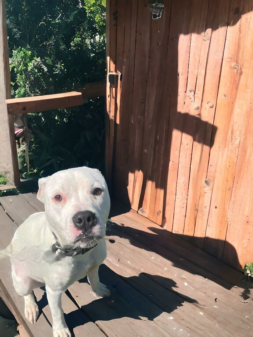 Dani, an adoptable Pit Bull Terrier, American Staffordshire Terrier in Ravenna, KY, 40472 | Photo Image 3